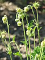 Geum bulgaricum