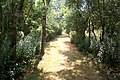 Wooded trail on Grape Island in summer.