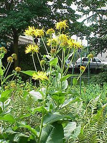 Inula magnifica1.jpg