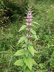 花は茎の上部の葉腋につき、葉は茎の上部にいくにしたがって小型になる。