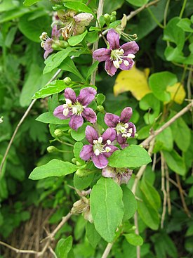 Kiinanpukinpensas (Lycium chinense)