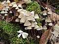 Weißmilchender Helmling (Mycena galopus)