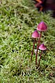 Artistic shot and a pretty fungi