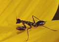 Amorphoscelididae (Myrmecomantis atra)