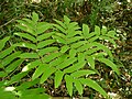 Osmunda japonica