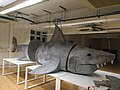 Papier-mâché shark