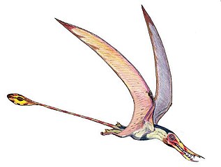 Dessin d'un Rhamphorhynchus muensteri par le paléoartiste Dimitri Bogdanov.