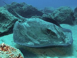 Roughtail stingray tenerife.jpg