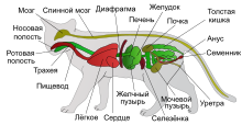 Scheme cat anatomy-ru.svg