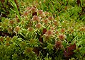 Sphagnum cuspidatum