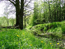 het Aamsveen