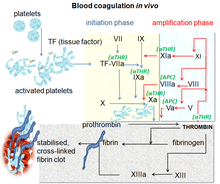 Coagulazione in vivo