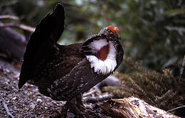 Kék fajd (Dendragapus obscurus)