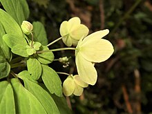 Dichocarpum pterigionocaudatum 3.JPG