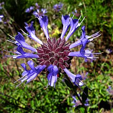 Jimsalvia Salvia clevelandii