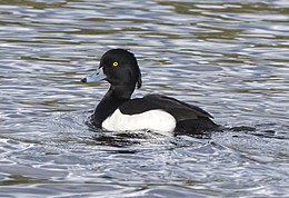 Kuoduotoji antis (Aythya fuligula)