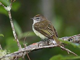 Jamaicai elénia (Myiopagis cotta)