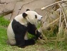 Panda-thumbnail.jpg