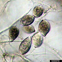 Phytophthora colocasiae sporangia on sporangiosphores