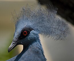 Pompás koronásgalamb (Goura cristata)