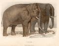 "O Elephante" - Hand-coloured engraving drawn by H.Gobin and engraved by Ramus[૧]