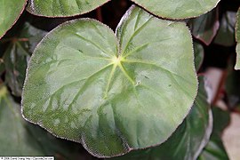 Surface velue d'une feuille