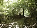 Footpaths crisscross the forest.