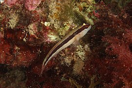 Gobius vittatus