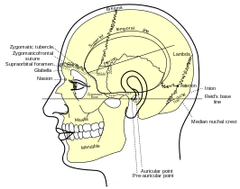 {Zijaanzicht van het hoofd, met de oppervlakterelaties van de botten. (Glabella is in het midden links.)