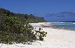 Parallel view down a sandy beach backed by shrub-covered cliffs, with a large shrub in the foreground and the ocean to the right