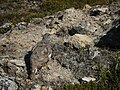 Pernice coda bianca nella riserva naturale di Glacier Peak