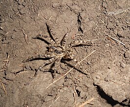 Lycosa singoriensis