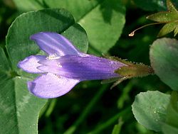 Mazus miquelii