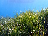 Seagrass in La Ciotat, France