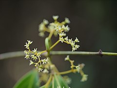 Reissantia indica.