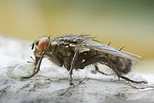 Sarcophaga sp male.jpg