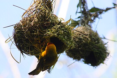 Nid en pendentif de Tisserin de Taveta (Ploceus castaneiceps).