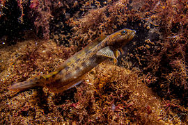 Zoarces viviparus (Zoarcidae)