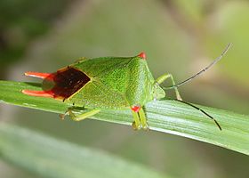 Acanthosoma labiduroides, mea