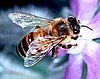 Abeja