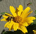 Un borinot (Bombus sp.) espanta un Agapostemon virescens. Madison (Wisconsin)