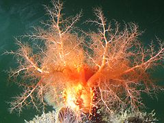 Mouth of a Cucumaria miniata, with dendritic tentacles, for filtering the water.