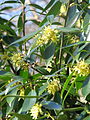 Illicium simonii