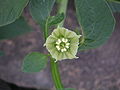 Jaltomata procumbens «կեղծ սղոցի»