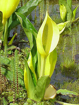 Amerikinis lizichitonas (Lysichiton americanus)