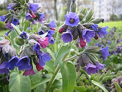 Description de l'image Pulmonaria mollis 1.jpg.