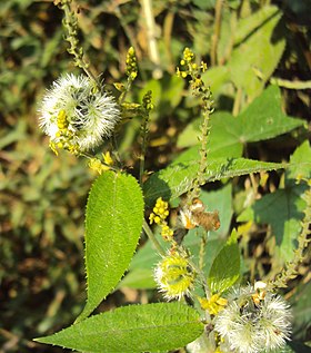 Tragia involucrata