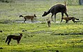 Un branco di 4 dhole (o cani selvatici indiani) mentre assalgono un sambar indiano.