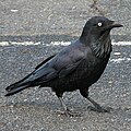 Ausztrál varjú (Corvus coronoides)