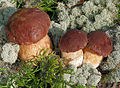 Kiefern-Steinpilz (Boletus pinophilus)